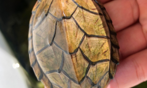蛋龟中的一种——剃刀龟如何饲养