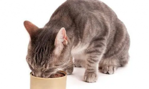 路可丝猫罐头：营养丰富，满足猫咪口感需求