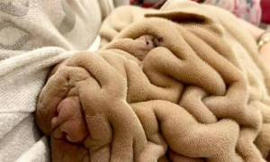 六个月大的沙皮犬，身体褶皱之深令人惊奇