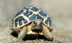 印度星龟几岁性成熟？印度星龟什么时候繁殖？