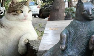 超萌慵懒猫Tombili过世 土耳其设立雕像纪念