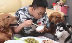 金毛狗狗有个性,一餐桌菜肉,狗狗唯有吃大葱,金毛:再给蘸点酱