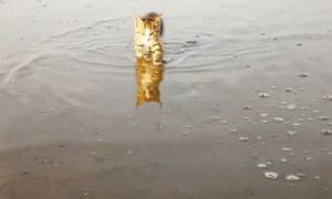 一只喜欢赶海的小脑斧，渔民家的喵，猫：jiojio都是水，要甩一甩
