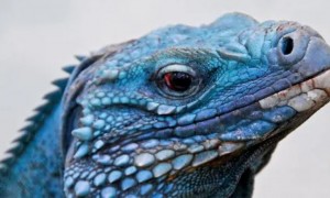 蓝哇哇的蜥蜴-蓝岩鬣蜥