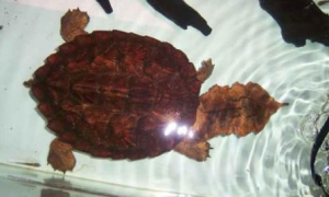 玛塔龟寿命有多久？
