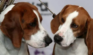 调查显示，狗的鼻子能闻出癌症的气味，机率十分高！