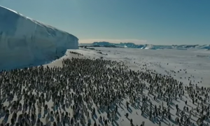全球变暖冰川融化：冰架被海水冲走 5万企鹅大军消失