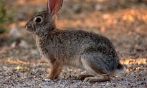 沙漠棉尾兔吃什么 沙漠棉尾兔是草食动物