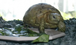 详解：欧洲陆龟怎么分公母？