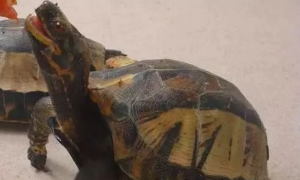 黄额闭壳龟是国家保护动物吗