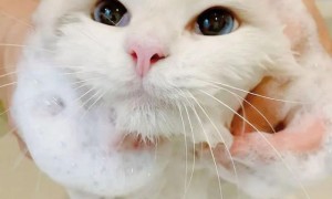 爱泡澡的猫咪，不但自己喜欢，还让兄弟姐妹们也喜欢上了洗澡