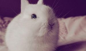波兰兔怎么养 生存环境不要用网底垫料