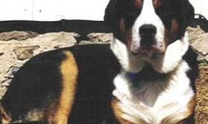 大瑞士山地犬的养护常识 疾病预防