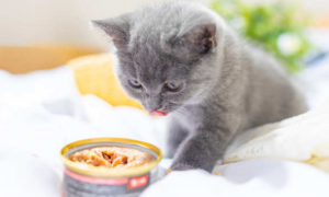 斯可可猫的食物禁忌 斯可可猫喂食要求