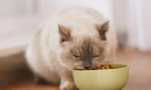 国产猫粮排行榜：最值得买的6款粮，良心推荐！