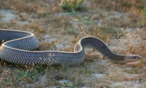 不可思议的锉蛇，作为一种无毒蛇却可以捕食黑曼巴蛇