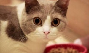 卡比猫粮小课堂：优质蛋白对猫咪成长的重要性