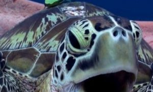 小海龟水里张嘴打哈欠 原来竟不是想睡觉