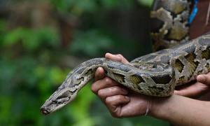 长达1.4米的巨蟒，倒挂枝头生吞大负鼠，专家：这种蛇并没有毒