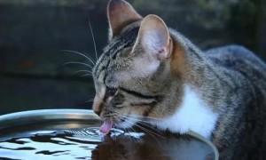 观察我家猫咪喝了一周的马桶水后，我发现了一个大秘密