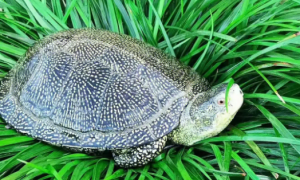 欧泽龟繁殖一年能产多少(流星泽龟和欧洲泽龟区分)