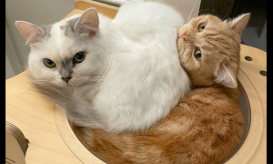 橘猫在窝里躺着，白猫看见后直接坐在了它身上，橘猫：妈，你看！