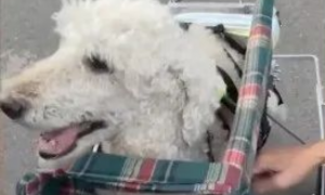 15岁狗狗去世，新生小狗和它长相性格一样，还能听懂主人暗号…它回来了