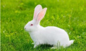世界上最能吃的宠物兔 | 英国巨型宠物兔子比狗还大只，都是因为太贪吃！
