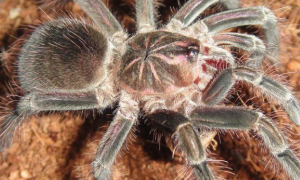 巴西红毛蜘蛛怎么养？