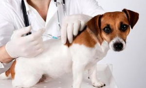 为什么狗狗疫苗要打三针？