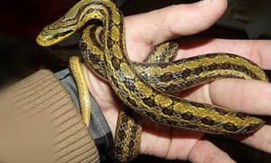 双斑锦蛇是什么品种？