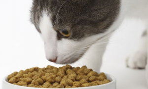 喜哆哩猫粮怎么样？是猫咪爱吃的品牌吗？