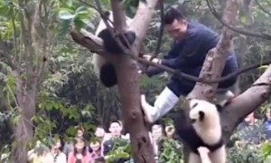 熊猫宝宝闹脾气赖在树上，却被同伴“出卖”，网友：表面兄弟！