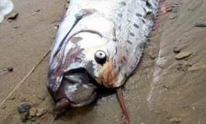 美国加州海岸惊现一条怪鱼尸体 约5.18米