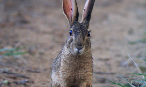 一文详解：埃塞俄比亚野兔是什么兔子