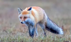 中国最小的狐狸沙狐，为什么看似卖萌？其实有这一弱点