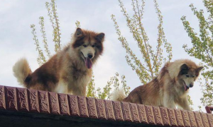 阿拉斯加犬看门方法很非常，他们没有院子里，只是立在房顶上