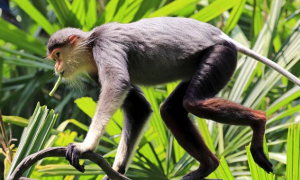 今日科普：印尼叶猴是什么品种？