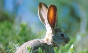 塔里木兔怎么挑选 有一对大大的耳朵