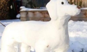 雪天里发生一个雪狗，家中的狗子看到后，瞬间就玩命了！