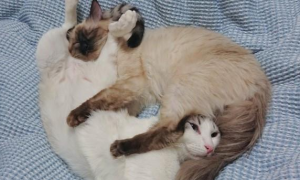发现两只猫的睡姿颇为奇特，这样的睡姿亮了！