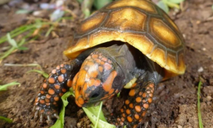 红腿陆龟是国家几级保护动物？