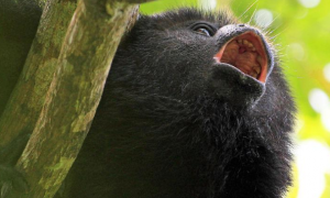 黑吼猴是什么动物？来看看吧