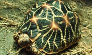 印度星斑陆龟是国家几级保护动物？小心抓错了