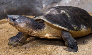 马来西亚巨龟可以陆养吗？
