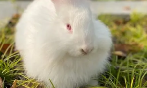 法国安哥拉兔怎么挑选 是一个毛用兔品种