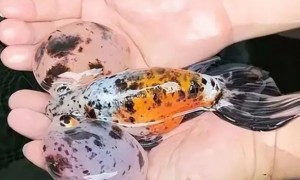 水泡金鱼：国粹金鱼的精华，最难养的金鱼之一