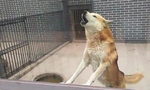 盆友去野生动物园玩，看到狼铁笼里，竟然关掉一头中华田园犬！