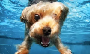 不是所有狗都会游泳，养这几种狗，可能需要给它救生圈！