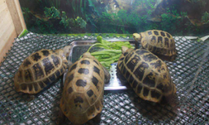 缅甸陆龟冬天怎么养 缅甸陆龟怎么过冬